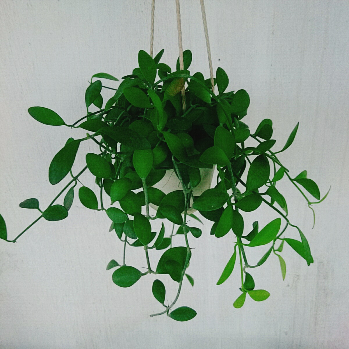 Chậu Treo ĐôLa Lan - cây cảnh mini