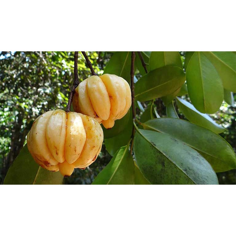 CÂY GIỐNG CÂY TAI CHUA ( CÂY BỨA CỌNG )