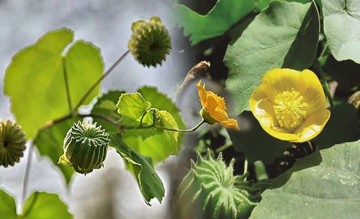 cây cối xay giống