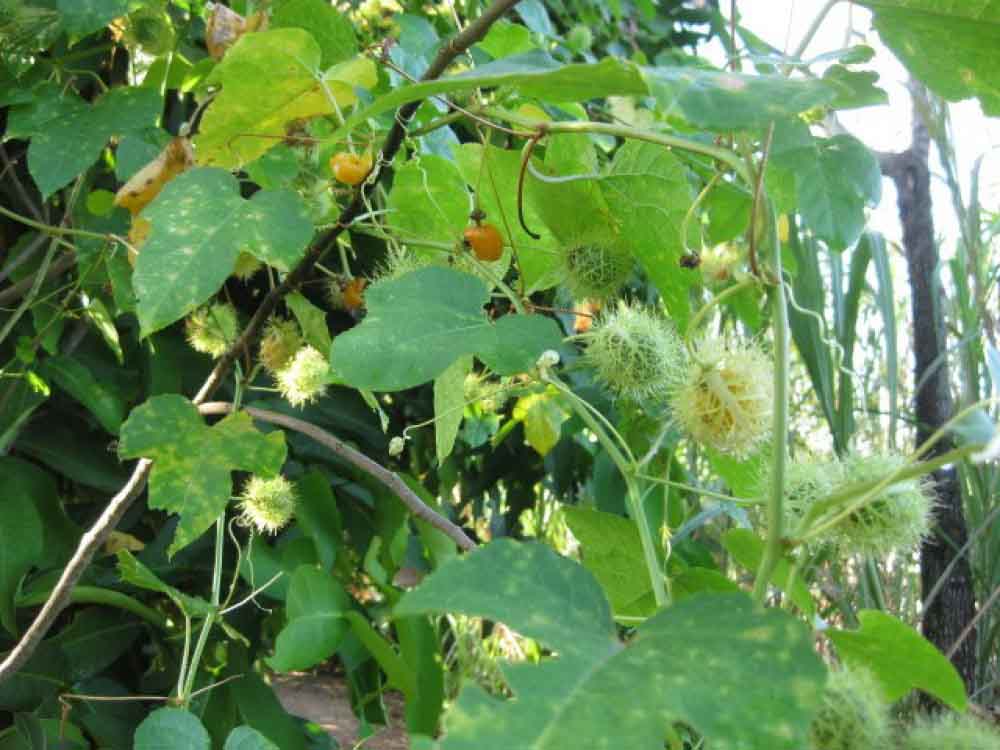 Cây lạc tiên (chùm bao )- cây giống