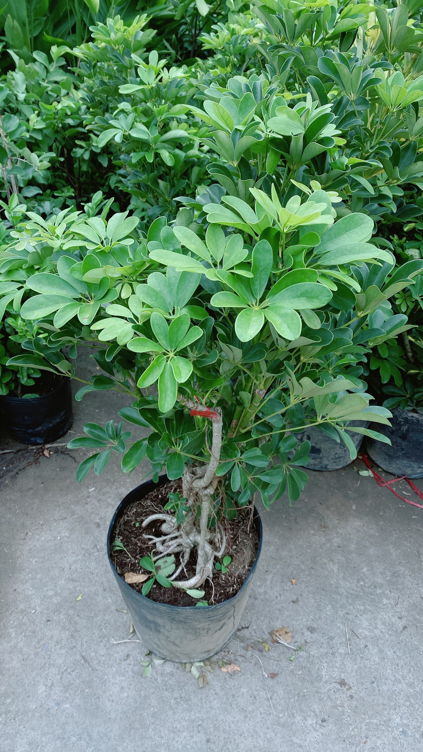 Cây Ngũ Gia Bì Lớn