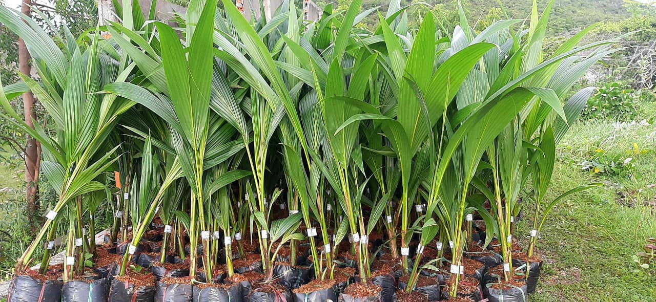 Cây Dừa Xiêm Dứa Lùn Giống