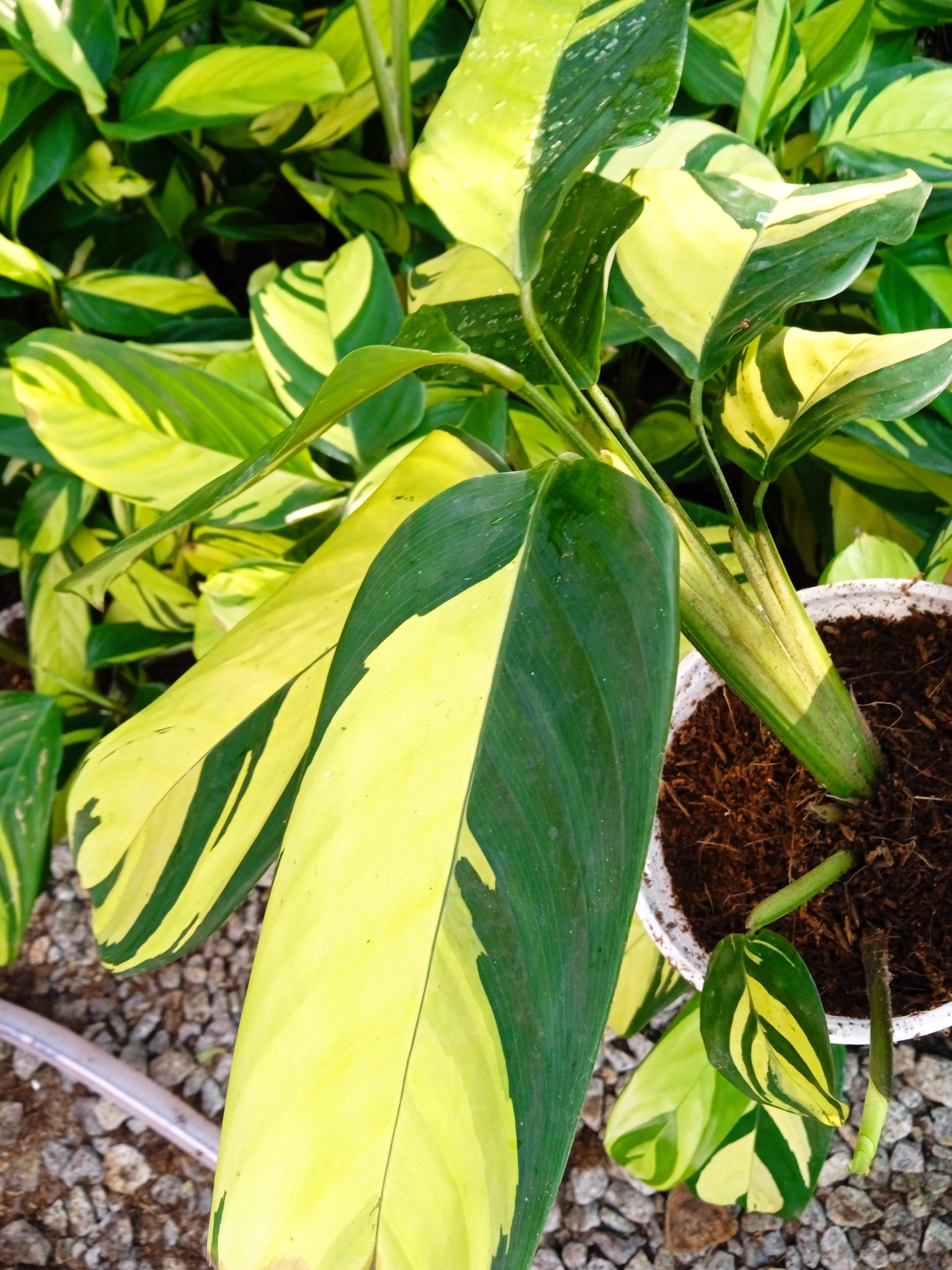 Cây đuôi công vân vàng - Calathea Golden Mosaic