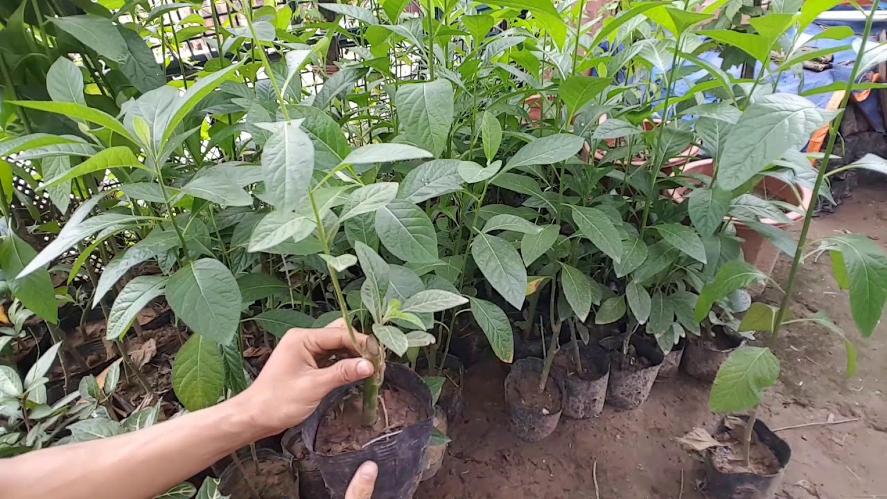 cây giống cây mật gấu (cây lá đắng)