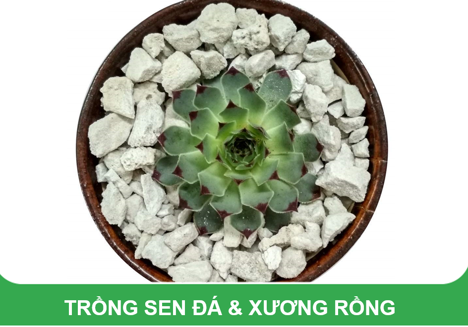 Đá bọt, đá thấm thủy Pumice Indonesia bao 50dm3