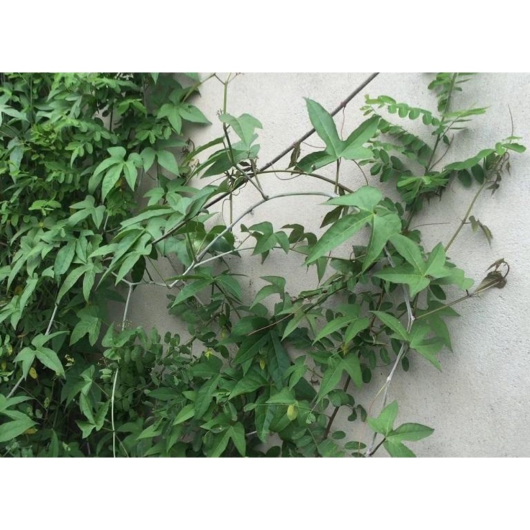 Cây chìa vôi giống -cây giống ươm bầu đảm bảo