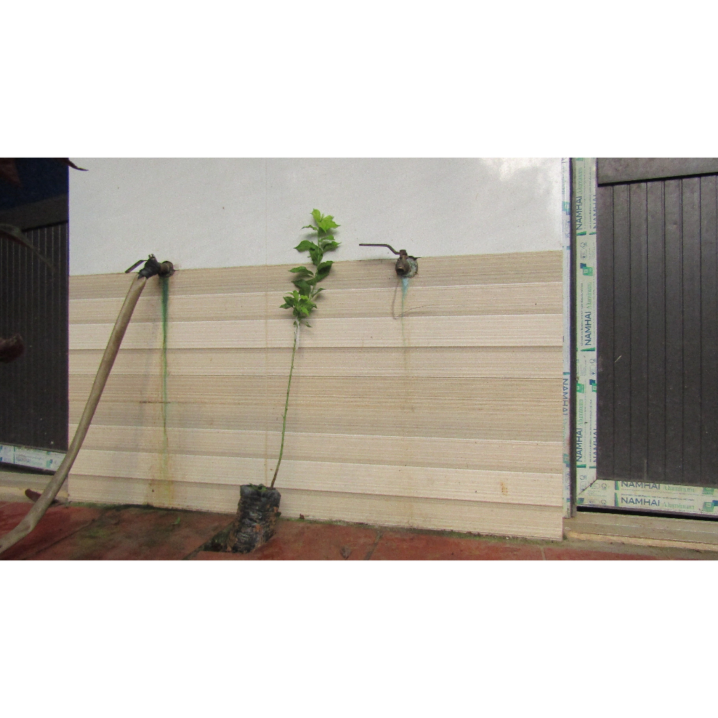 Cây giống mận úc tím 50-60 cm
