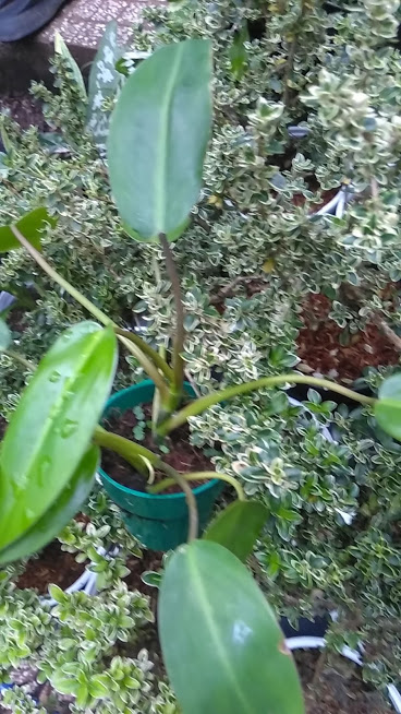 Cây trầu tỷ phú - Trầu bà tỷ phú