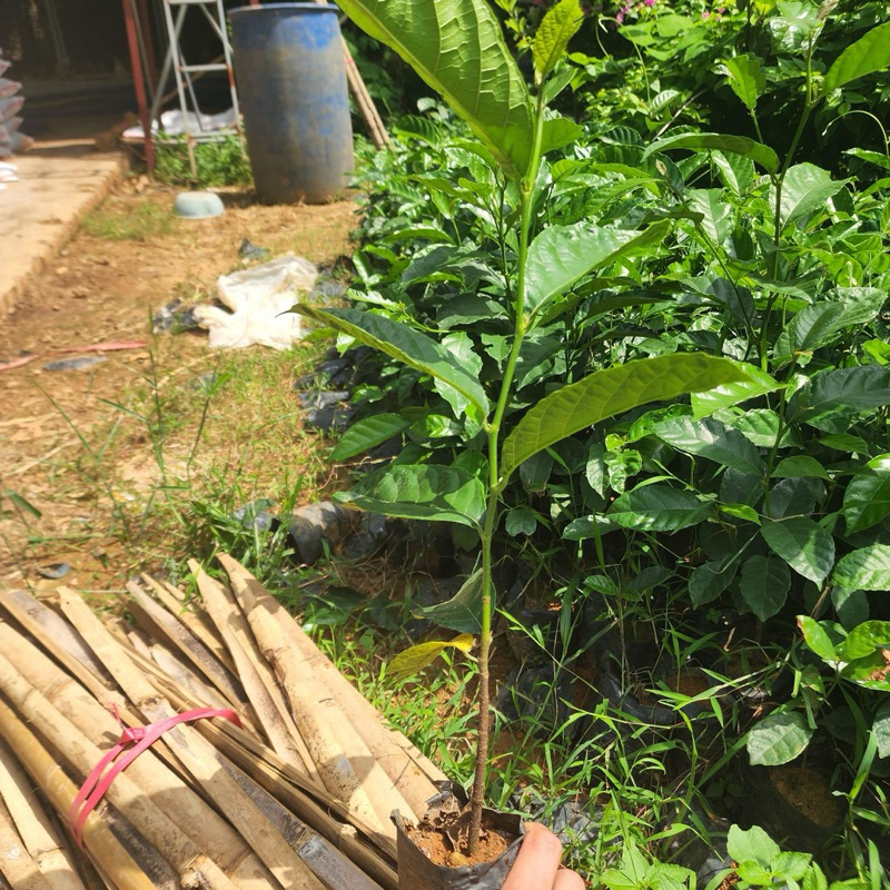 Cây giống chay ruột đỏ