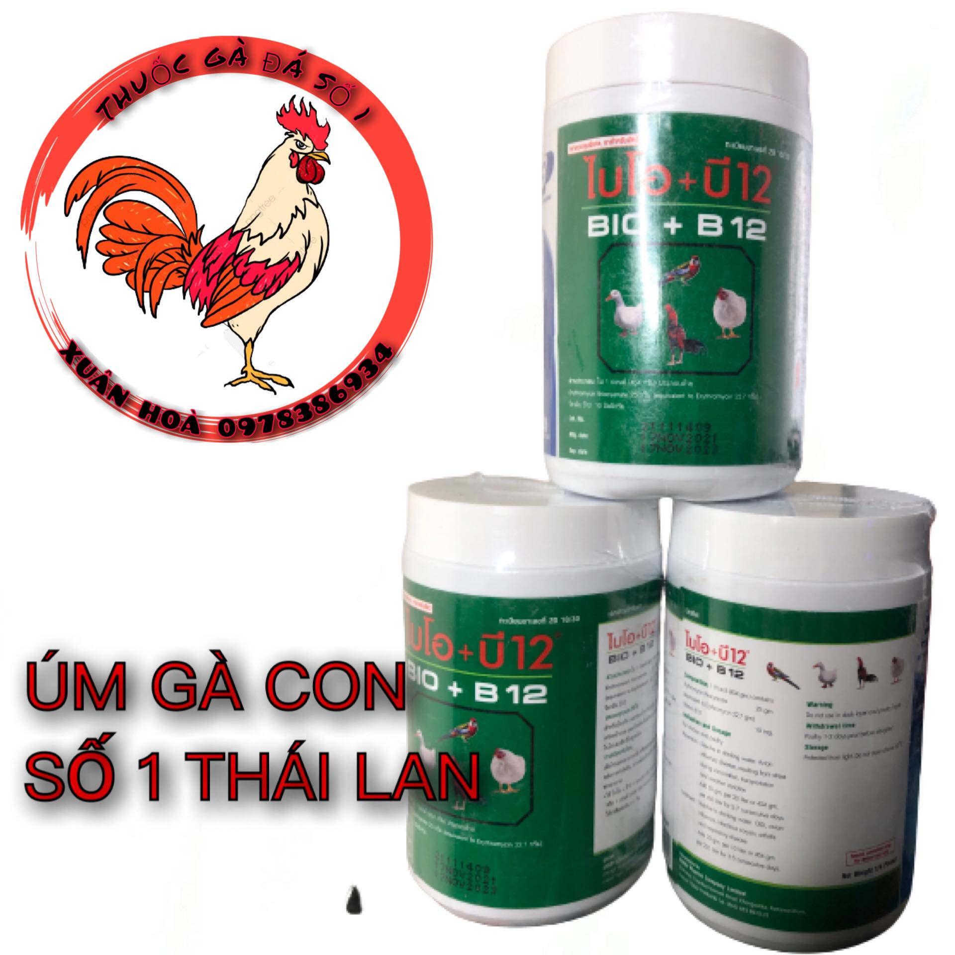 Úm Gà Con số 1 thế giối phòng dịch gà con gà đá