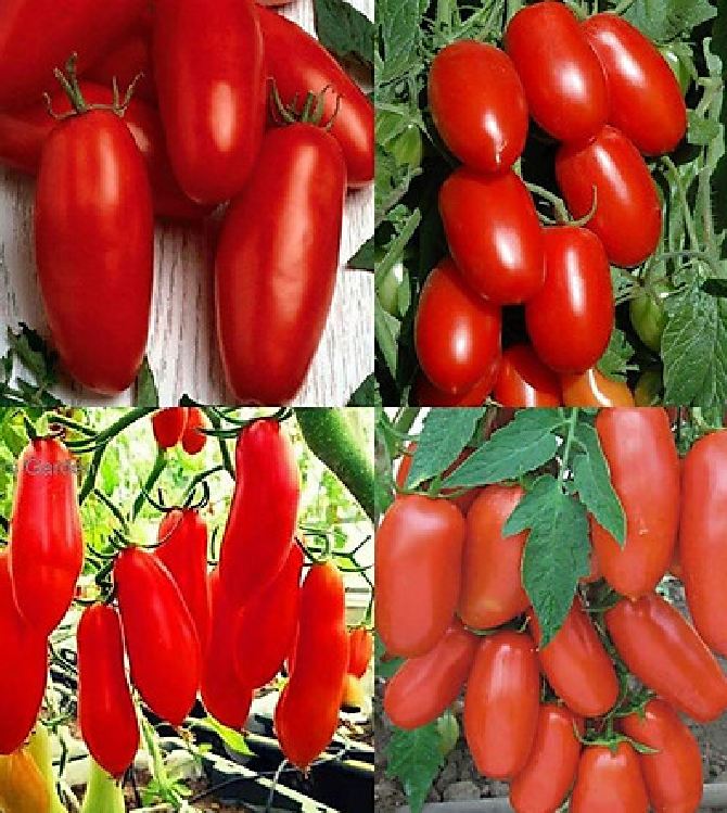 Hạt giống cà chua ngón tay đỏ KS - Gói 30 hạt