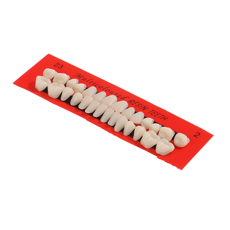 💖【New Production】 28Pcs/Set Resin Teeth Teaching Model Universal False Teeth Dental Material Teeth