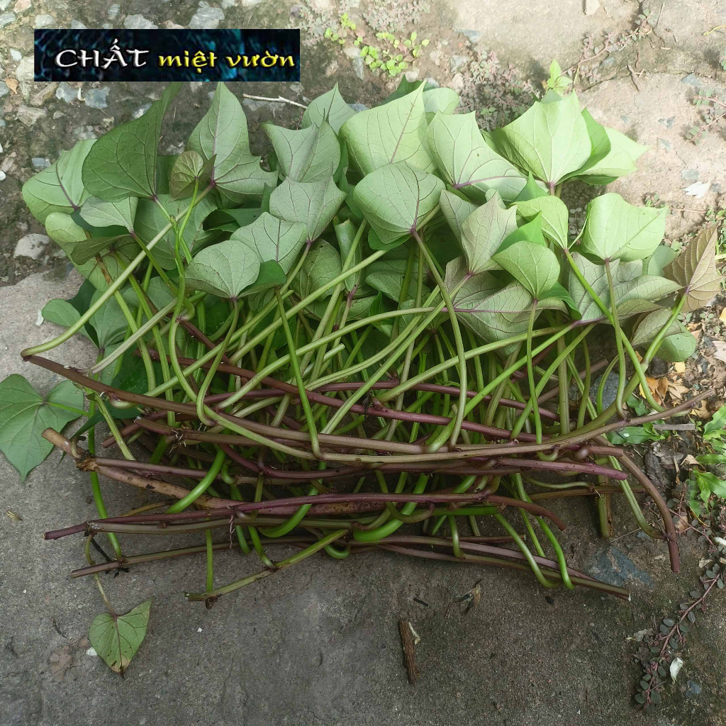 Dây khoai lang giống siêu củ