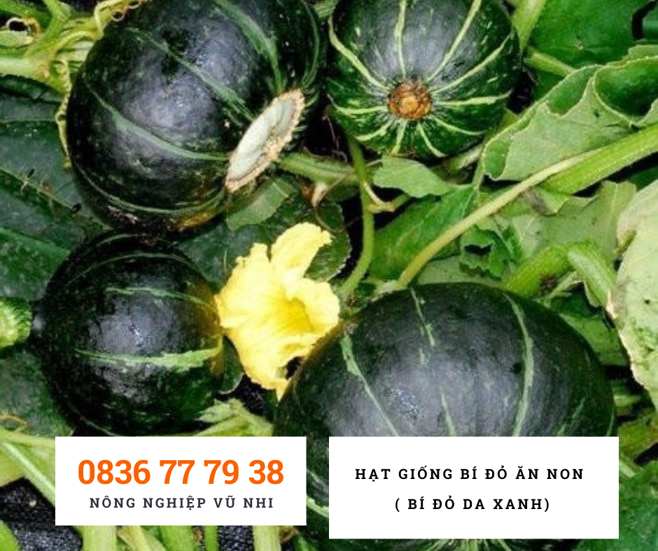 Hạt giống Bí Đỏ ăn non ( bí đỏ da xanh ) - hatgiong24h