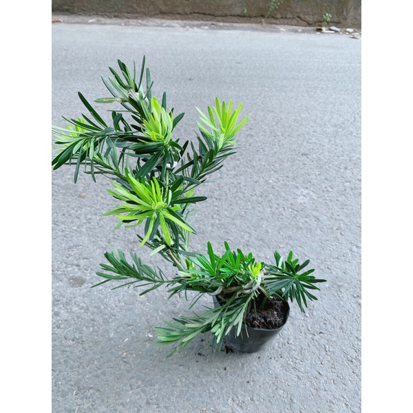 Tùng La Hán Bonsai