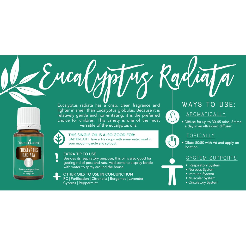 Eucalyptus Oil Benefits Uses Edens Garden