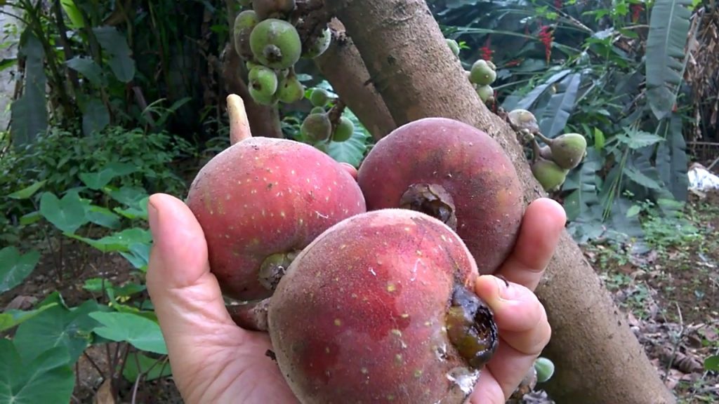 Cây Giống Vả Mật Huế chuẩn 20-80cm