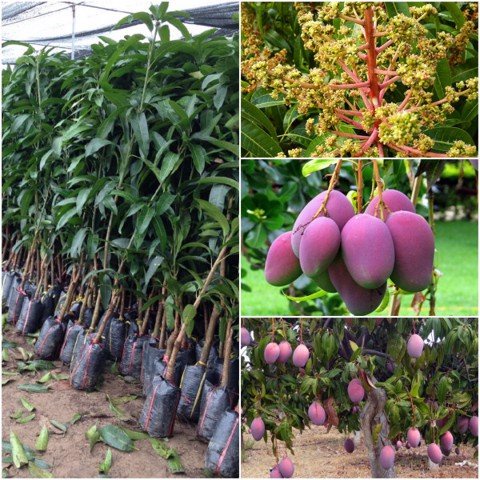 CÂY GIỐNG XOÀI TÍM F1