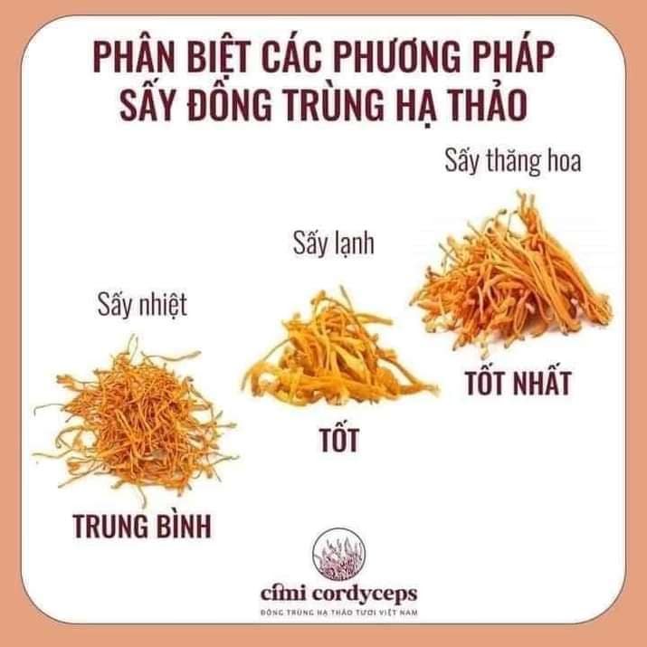 ĐÔNG TRÙNG HẠ THẢO