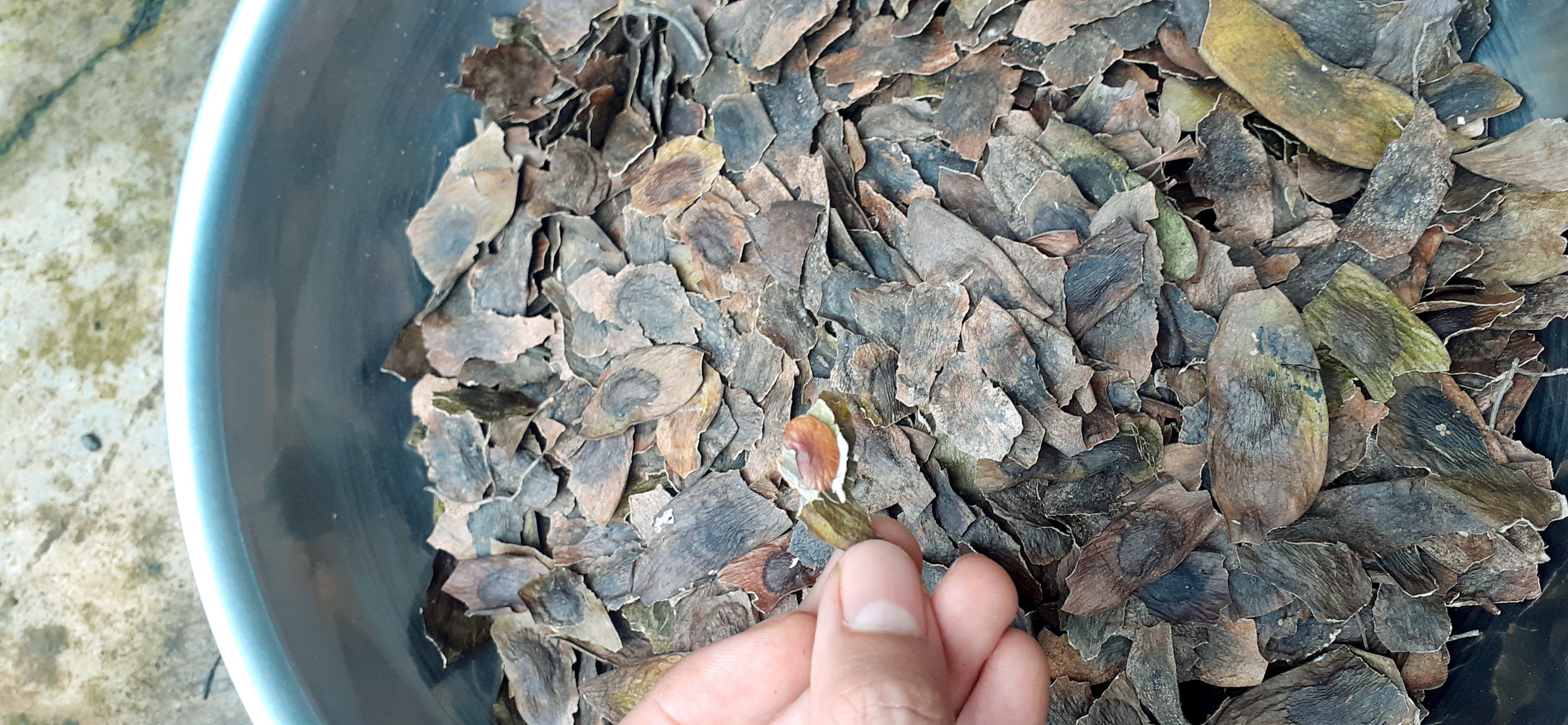 Quả sưa đỏ giống