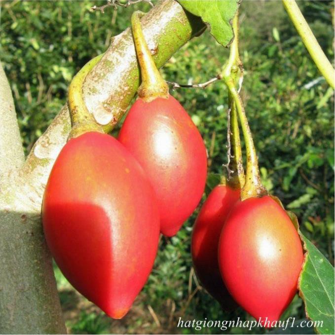 Cây giống cà chua thân gỗ siêu quả
