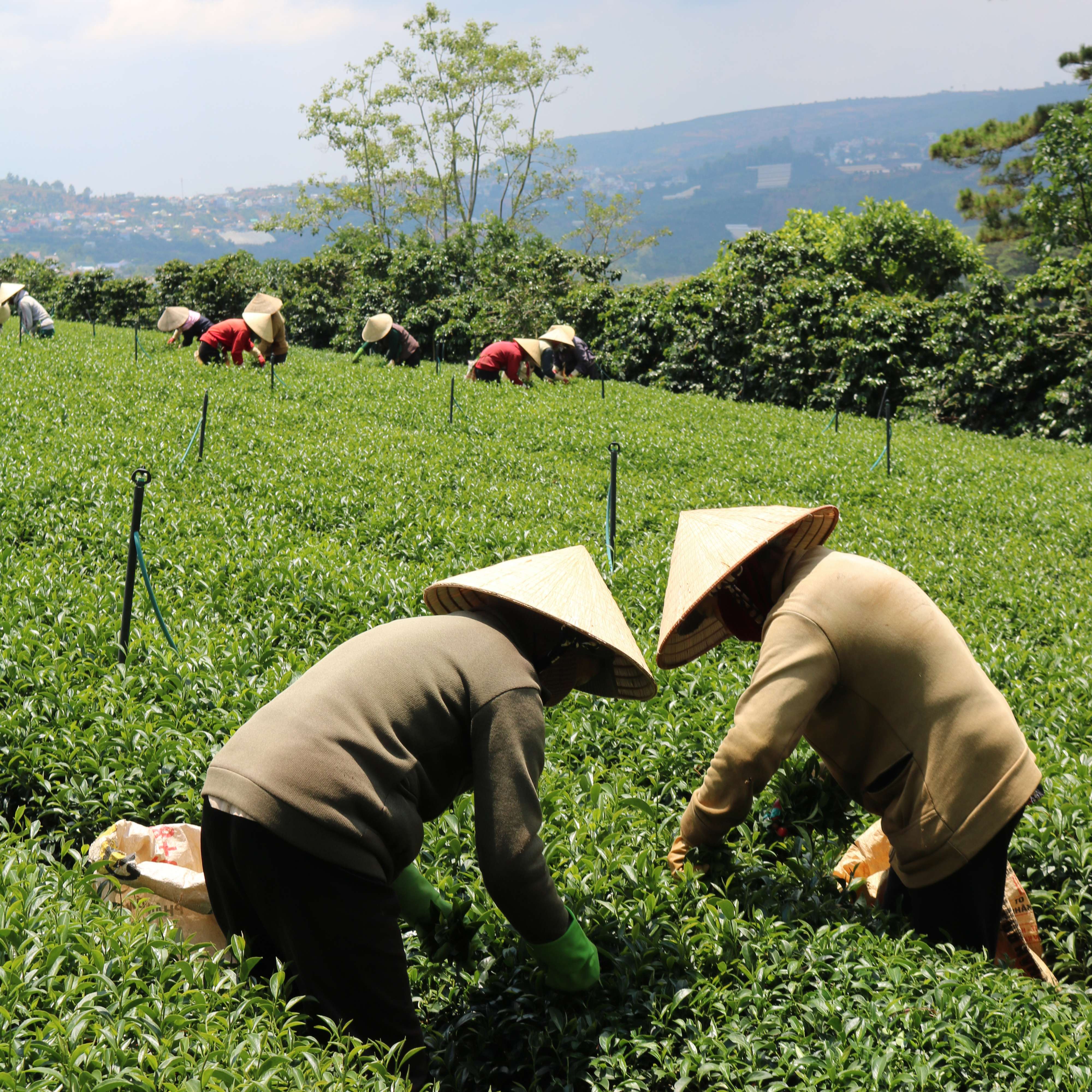 Trà Xanh DalatFarm - Túi thiếc 110 g
