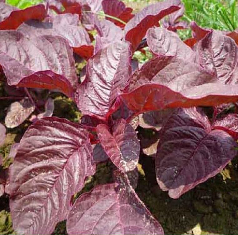 Hạt Giống Dền đỏ Lá Nhọn Amaranth Red 068 - ( 50gr - 92,000 hạt )