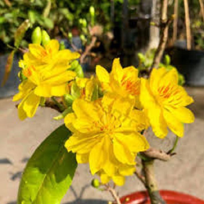 CÂY GIỐNG MAI VÀNG CÚC THỌ HƯƠNG