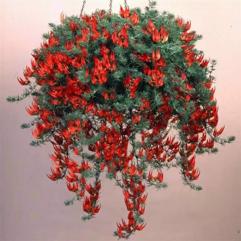 Cây hoa Phượng hoàng lửa(mỏ vẹt)