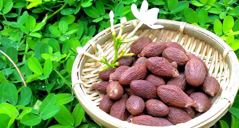 500g Hạt đười ươi khô