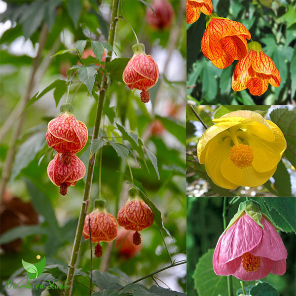 Cây hoa đèn lồng Abutilon pictum