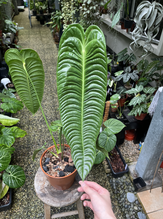 Anthurium Veitchii Narrow XL | Lazada Singapore