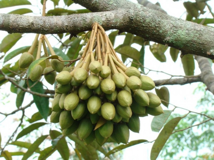 CÂY TRÁM ĐEN NẾP CAO SẢN GIỐNG