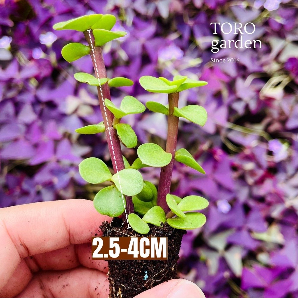 SEN ĐÁ ĐÔ LA SIZE MINI  ĐÀ LẠT  HƯ 1 ĐỔI 1  SIÊU CUTE