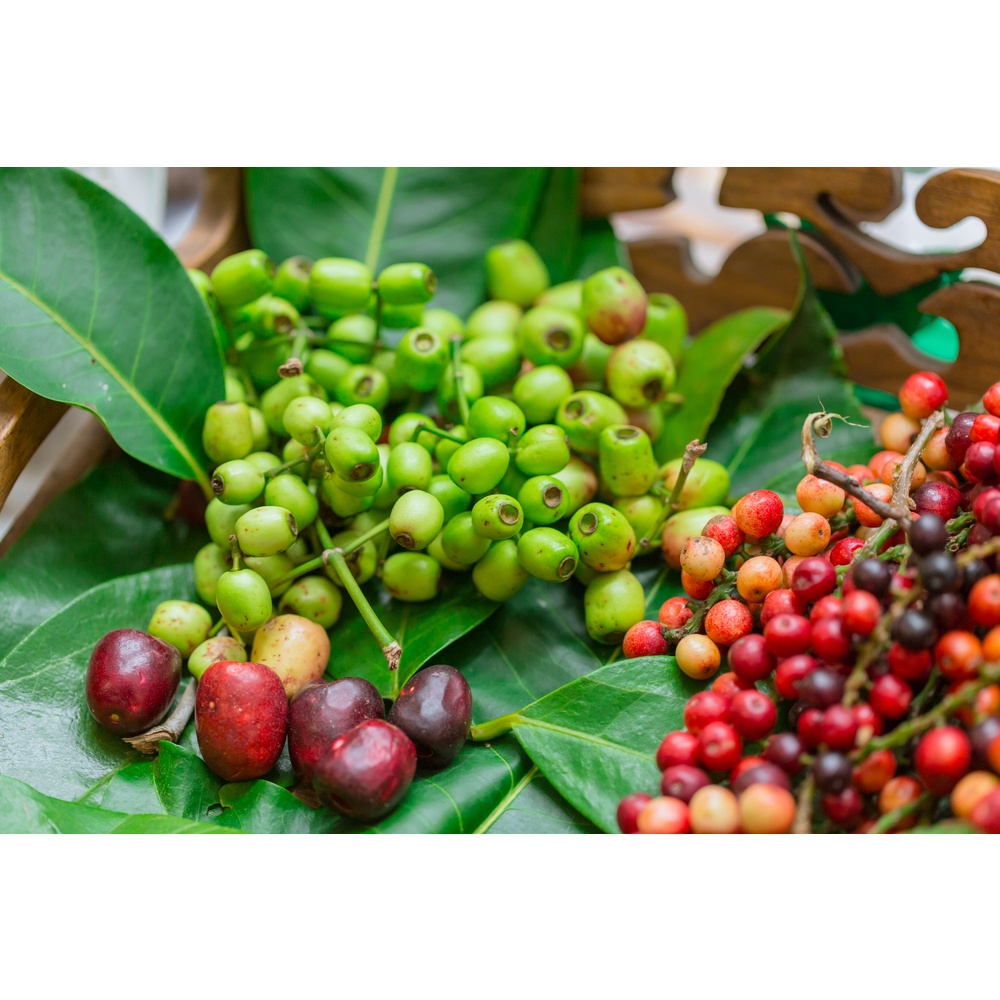 Cây lá vối nếp (cây chè vối) - cây giống