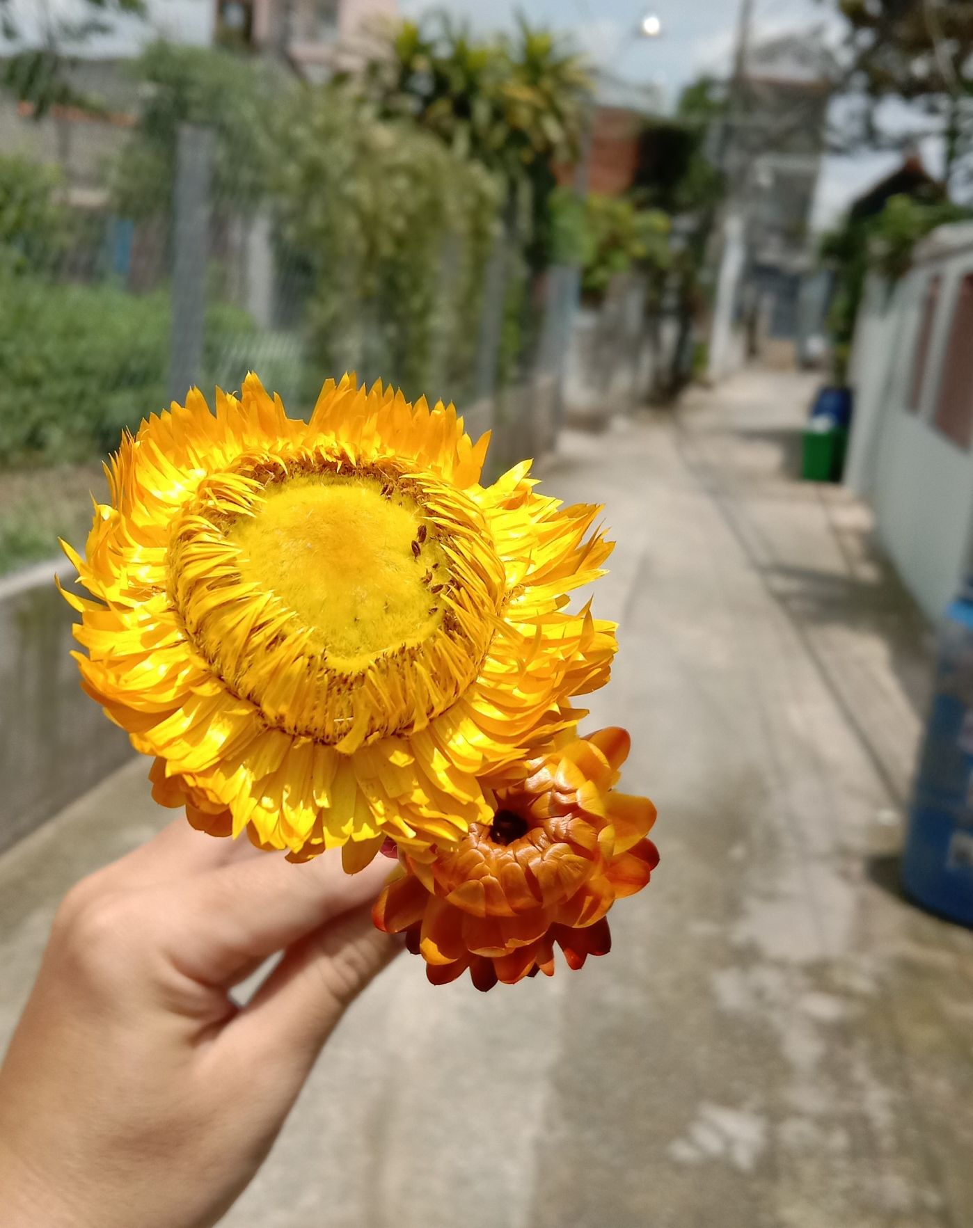 hoa cúc bất tử khô thân tăm tre