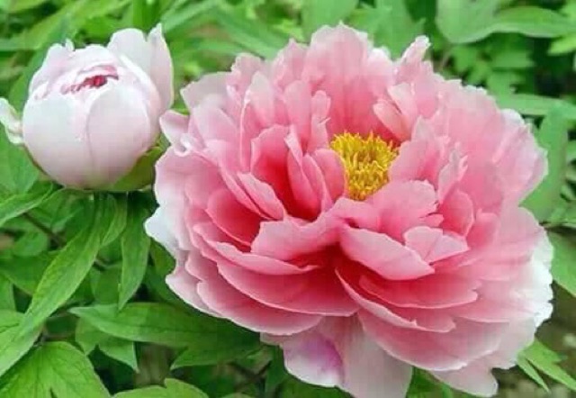 Củ mẫu đơn Trung Quốc hoa đại đoá.