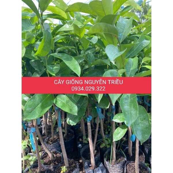 CÂY GIỐNG MÃNG CẦU XIÊM THÁI