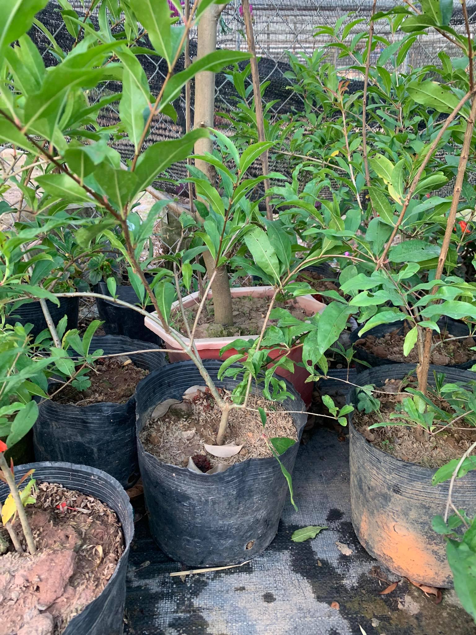 Cây hoa lựu hạnh hay lựu hoa (ảnh thật)
