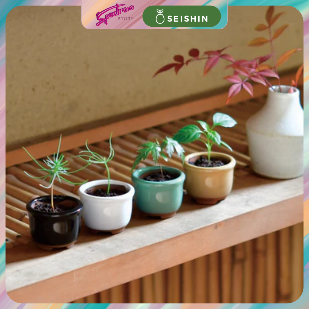 SEISHIN | Indoor Gardening Cultivation | Haco Mame Bonsai Growing