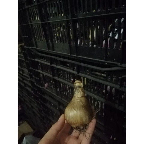 Củ hoa thủy tiên kép Hà Lan màu vàng