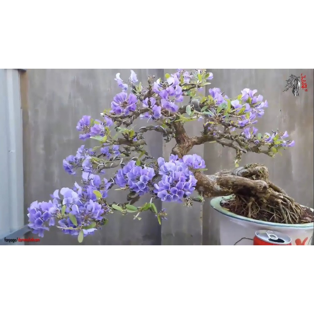 CHẬU CÂY LINH SAM (CÂY SAM NÚI ) DÒNG SÔNG HINH LÁ TO