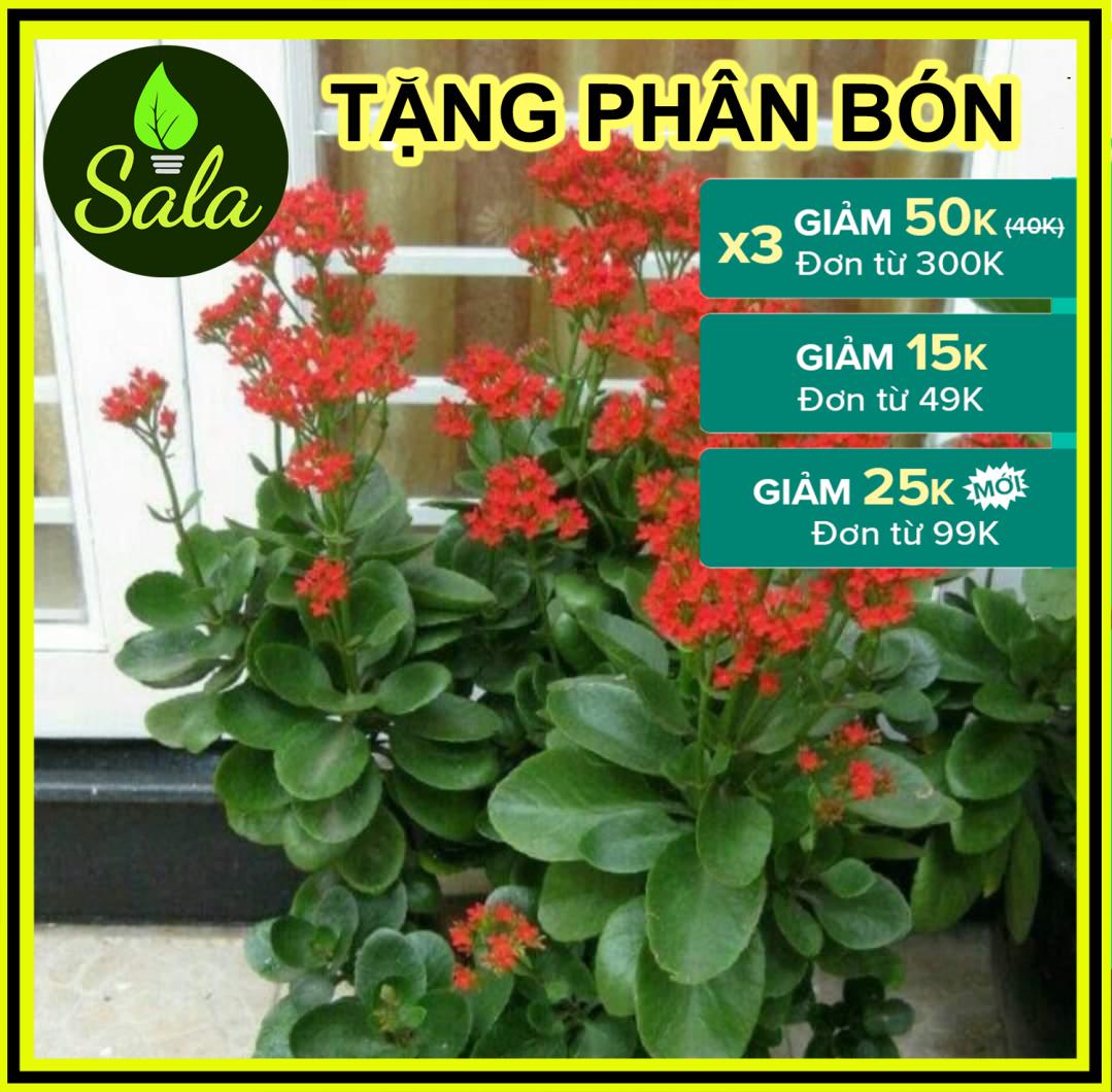 CHẬU CÂY ĐỂ BÀN SỐNG ĐỜI HOA ĐỎ