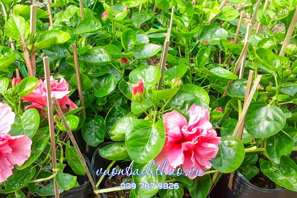 Cây Bông Bụt Thái Kép (Cây bông bụp thái kép) có hoa đẹp