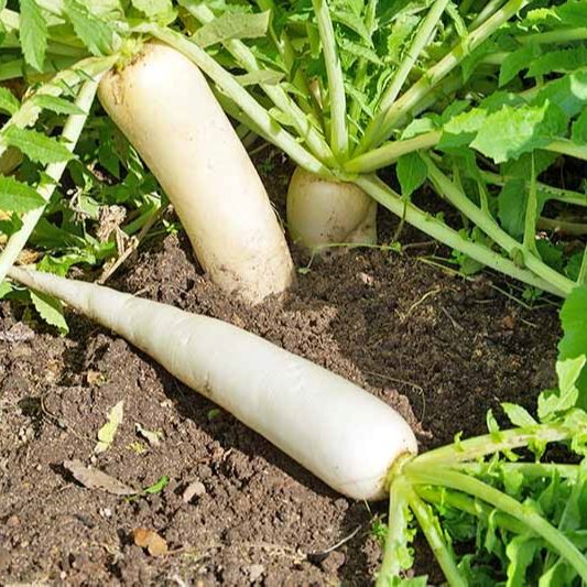 [Seeds] Hạt giống củ cải trắng RD107, đóng gói 20gr-50gr