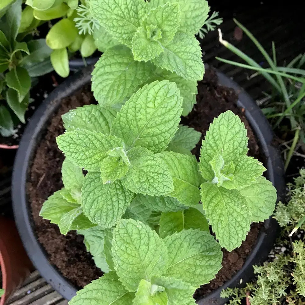 Cây Bạc Hà Táo - Apple Mint