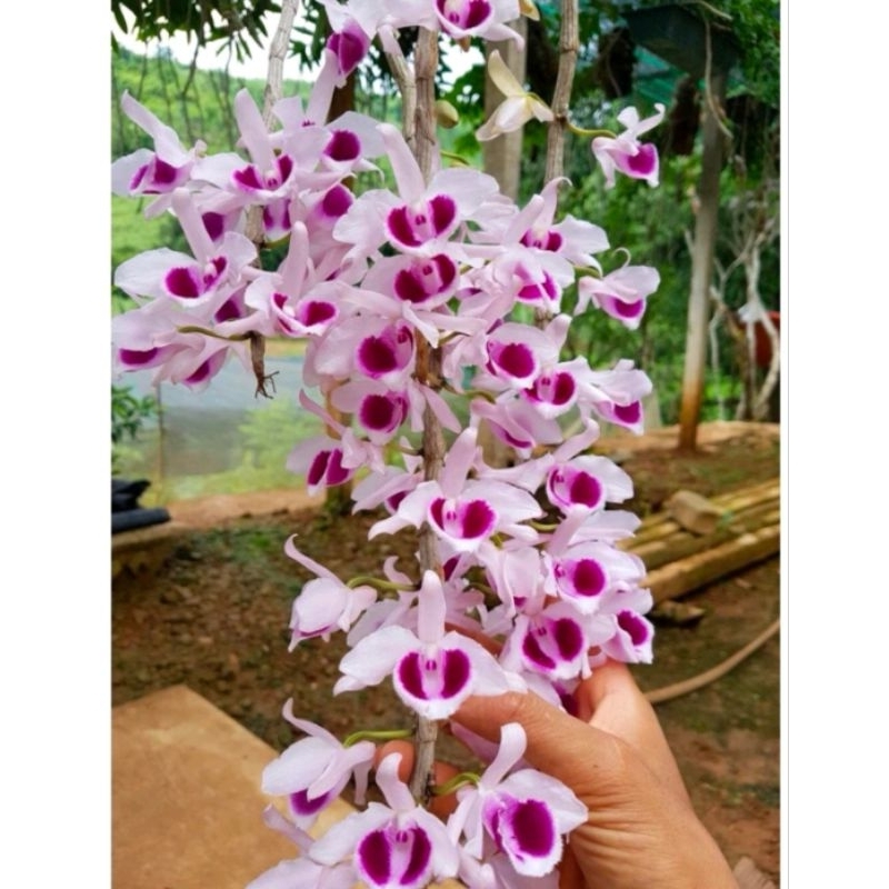 PHÂN BÓN VI LƯỢNG