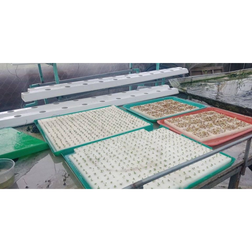 Mút xốp ươm hạt, mút ươm hạt thủy canh 480 viên