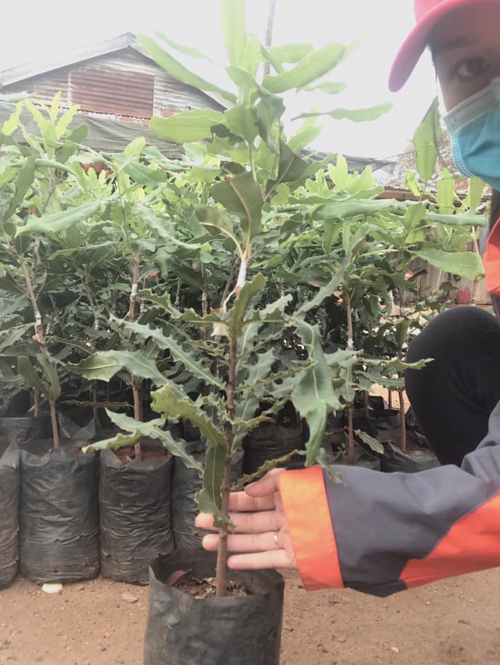 cây giống macca ghép