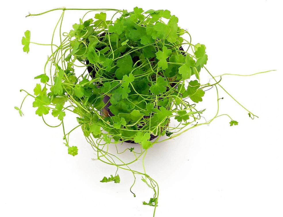 Rau má hương - bầu giống